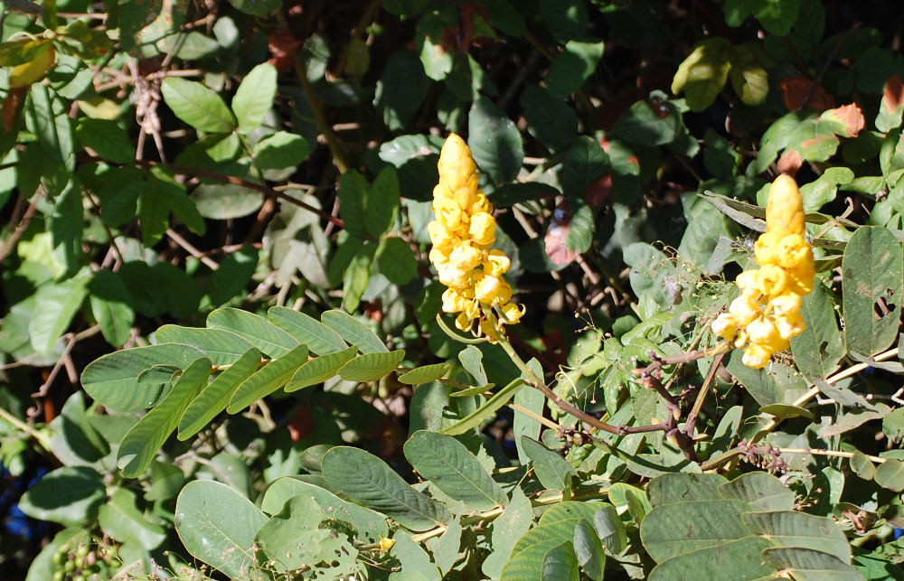 Brasile - Amazonia: Senna sp. (Fabaceae)